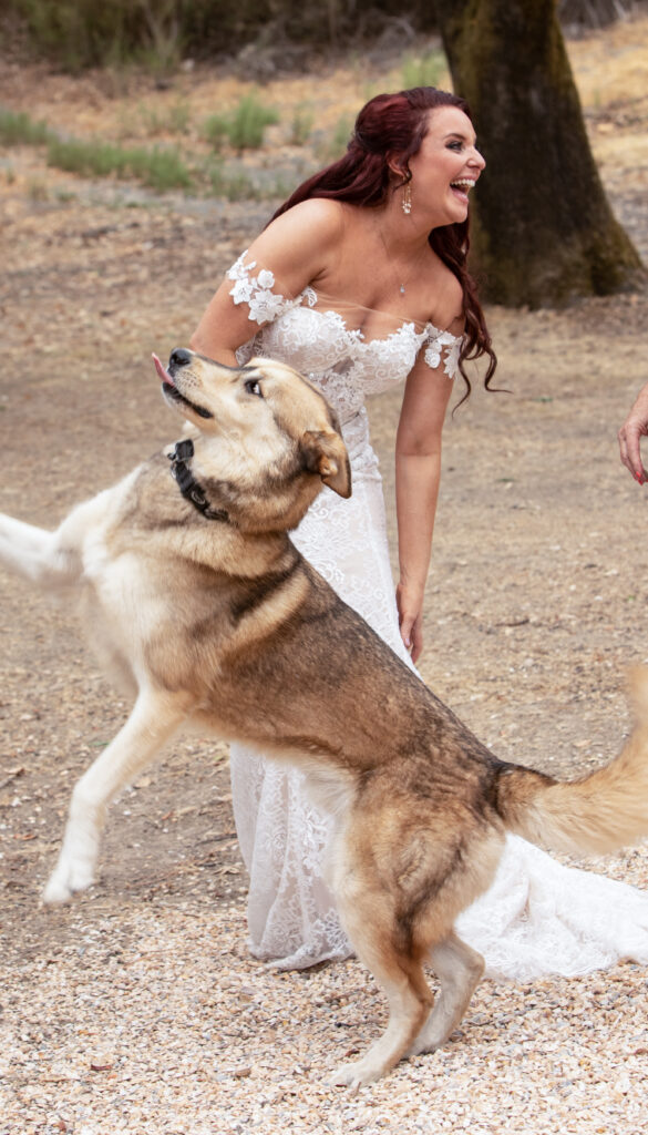 wolf dog and bride at wedding